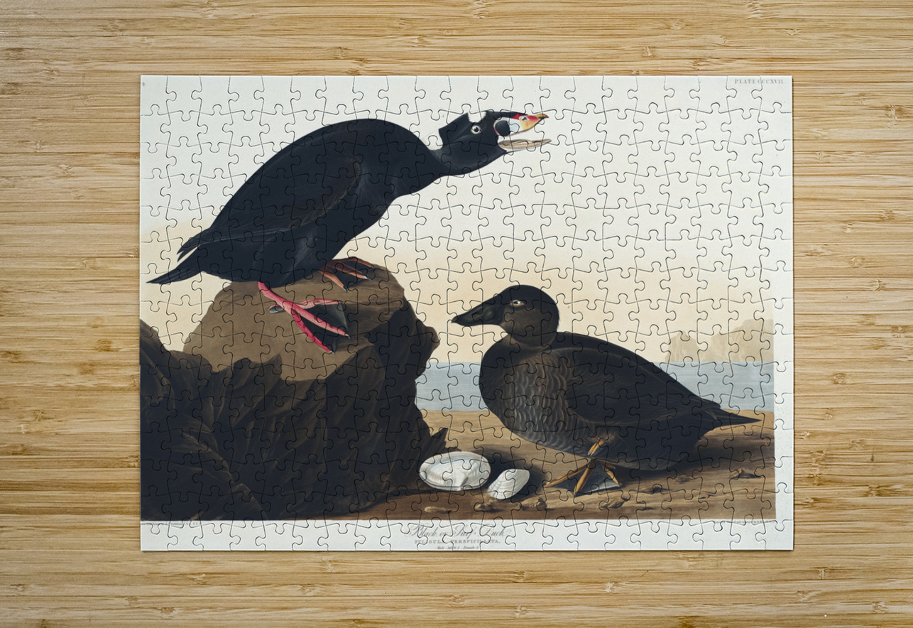 Black or Surf Duck IStockHistory com Puzzle printing