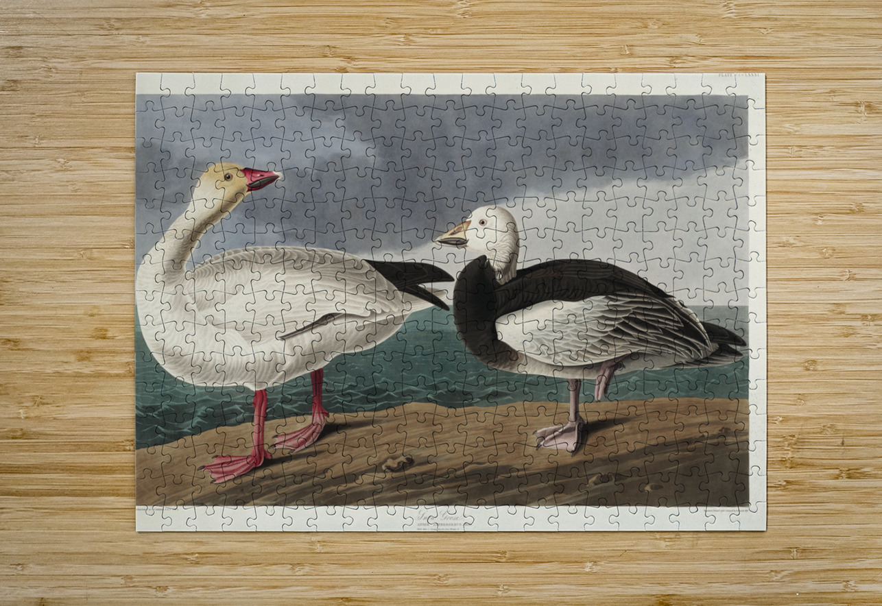 Black or Surf Duck IStockHistory com Puzzle printing