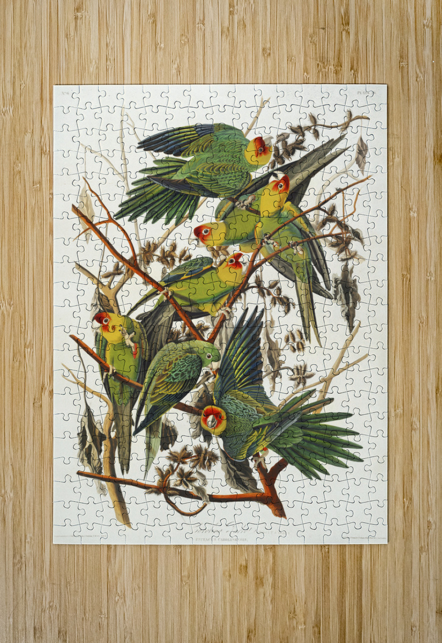 Carolina Parrot IStockHistory com Puzzle printing