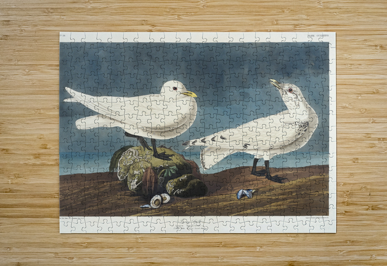 Ivory Gull IStockHistory com Puzzle printing