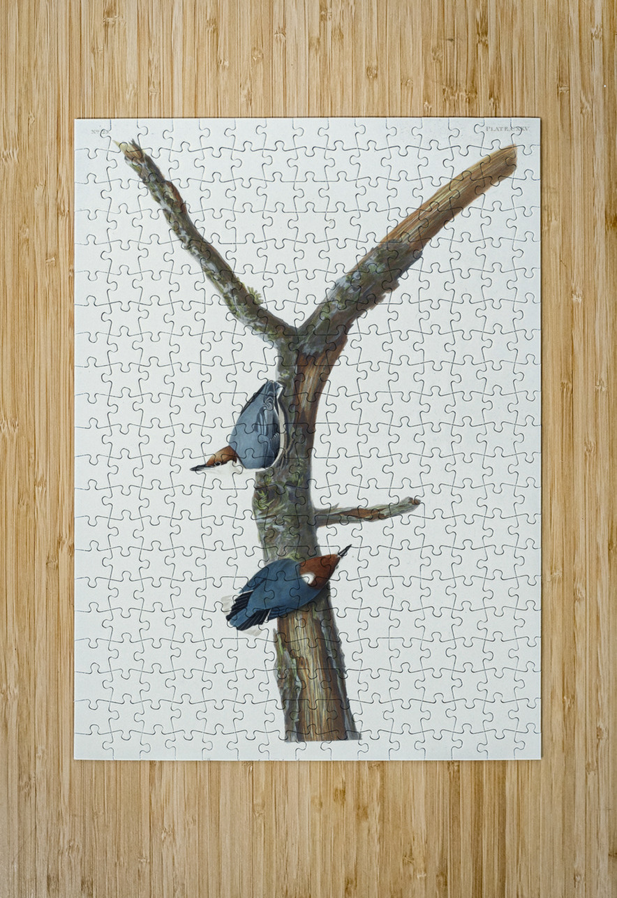 Brown-headed Nuthatch IStockHistory com Puzzle printing