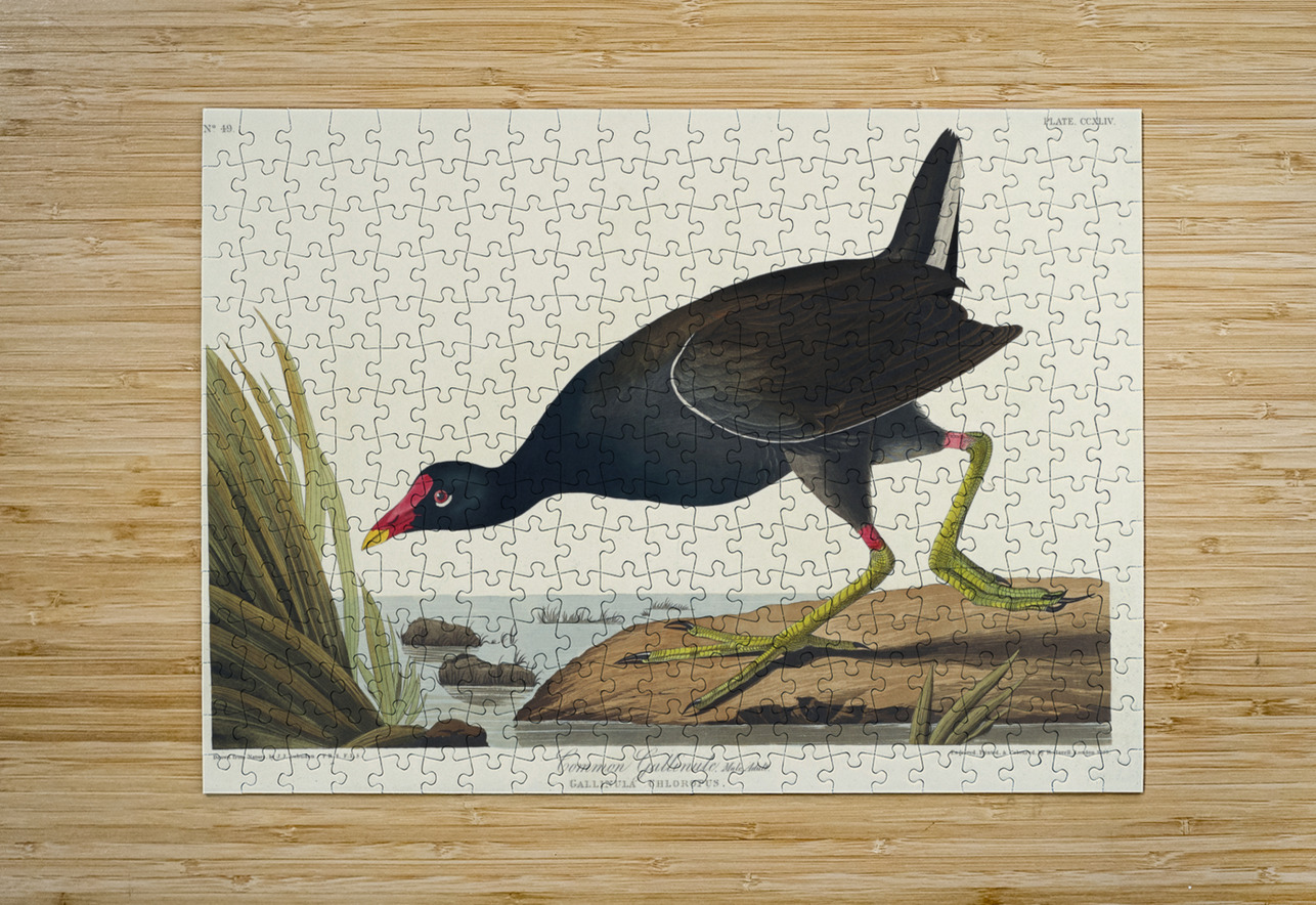 Common Gallinule IStockHistory com Puzzle printing