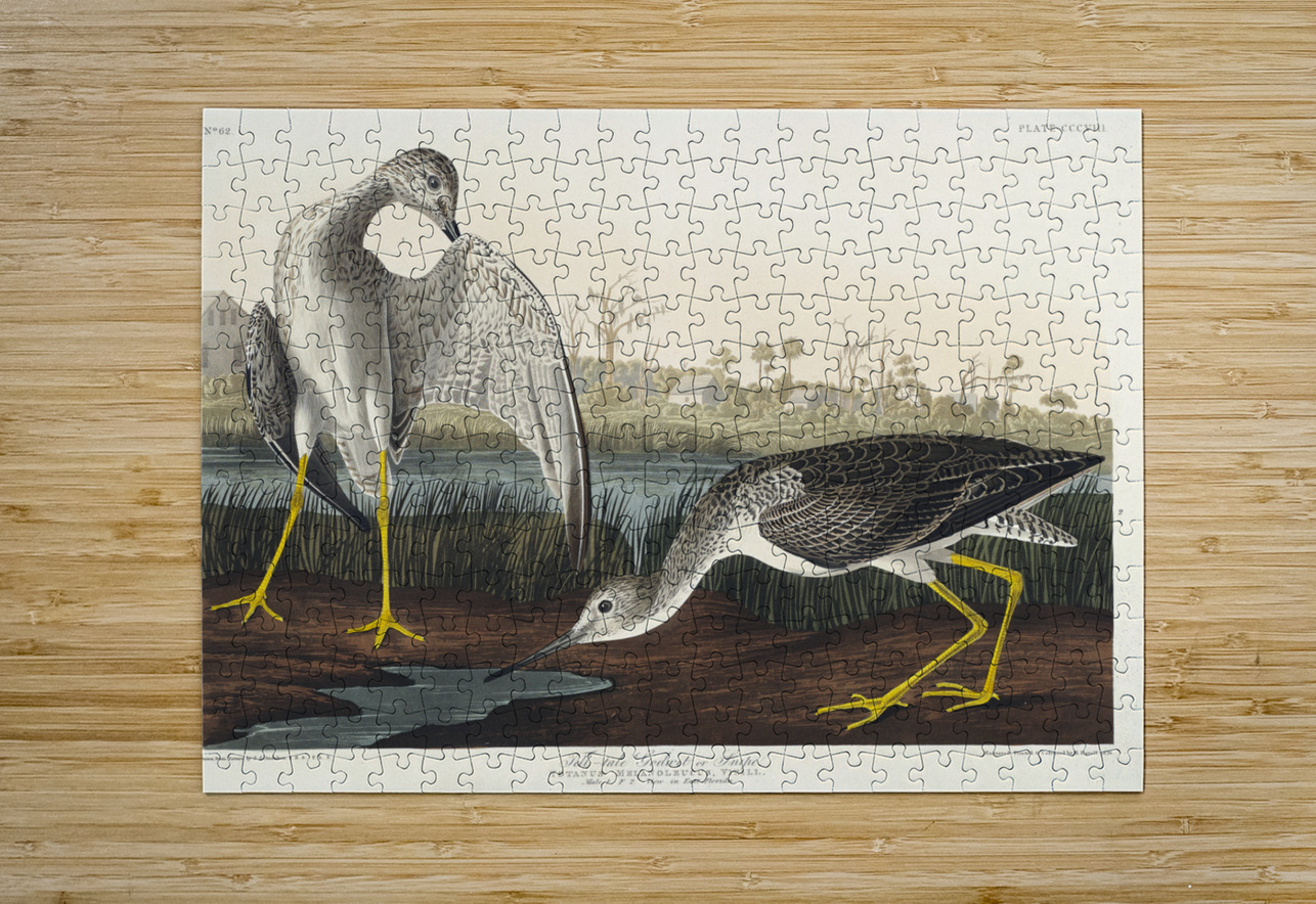 Tell-tale Godwit or Snipe IStockHistory com Puzzle printing