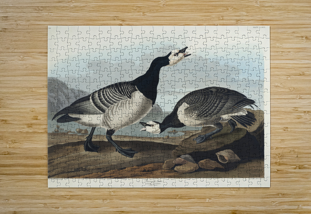 Barnacle Goose IStockHistory com Puzzle printing