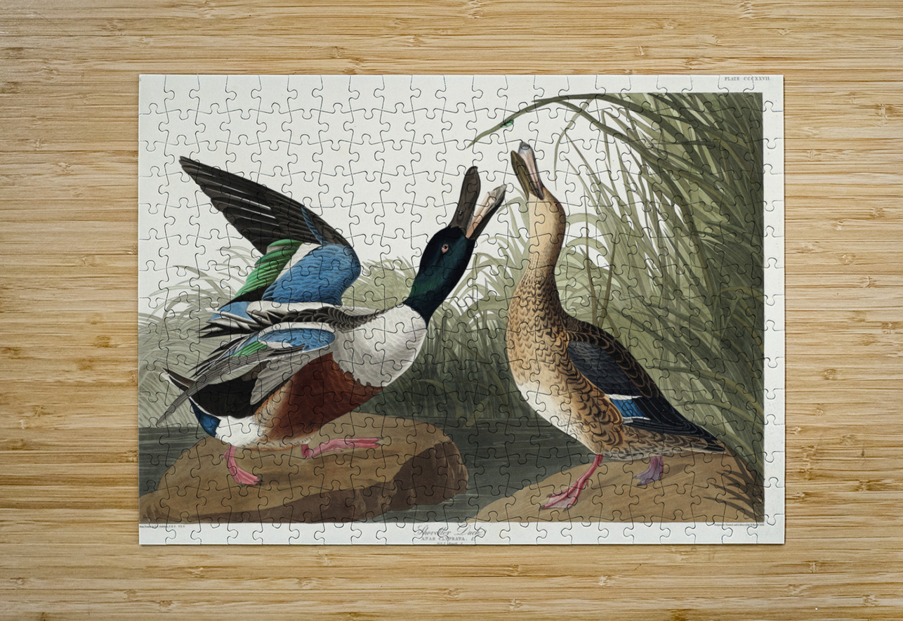 Shoveller Duck IStockHistory com Puzzle printing
