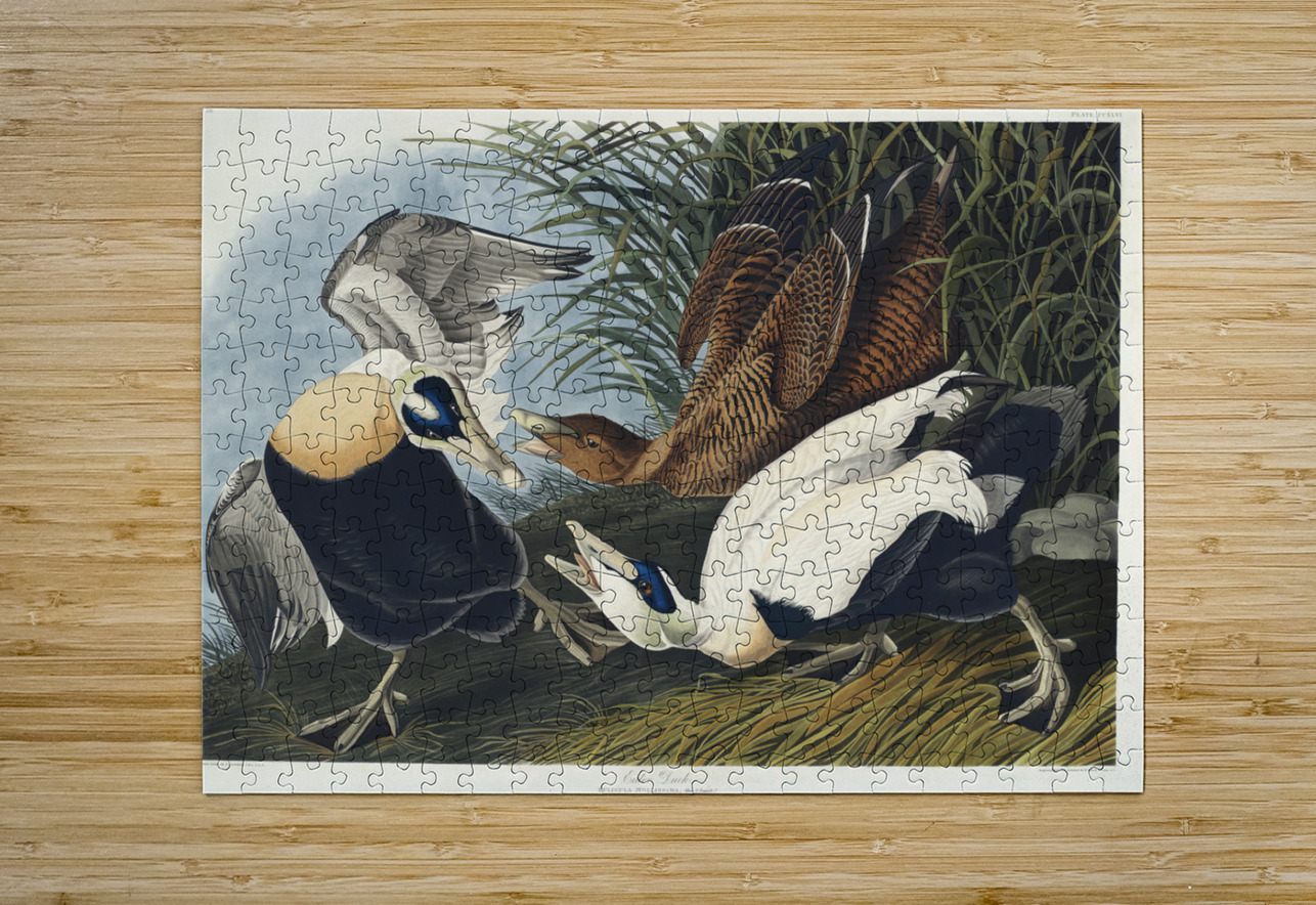 Eider Duck IStockHistory com Puzzle printing