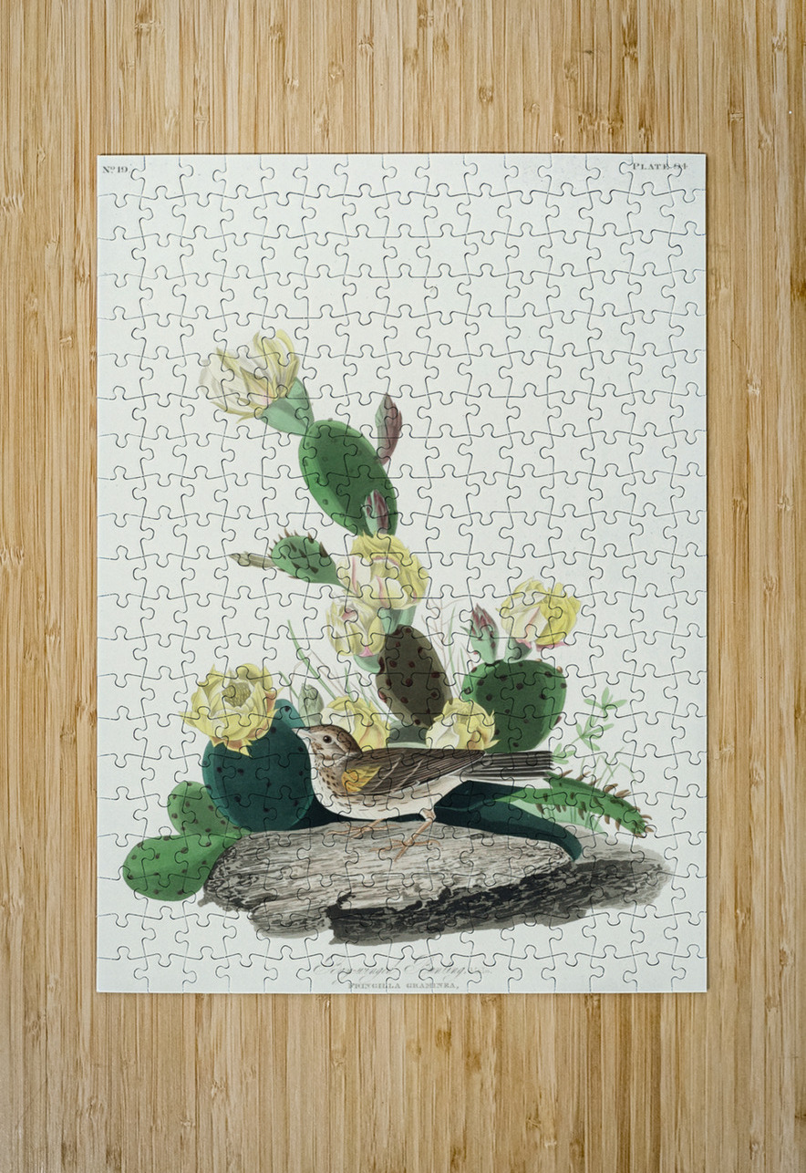 Grass Finch or Bay-winged Bunting IStockHistory com Puzzle printing