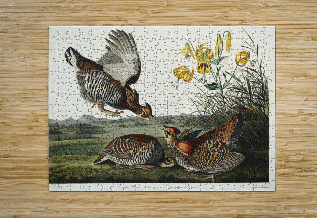 Wandering Shearwater IStockHistory com Puzzle printing