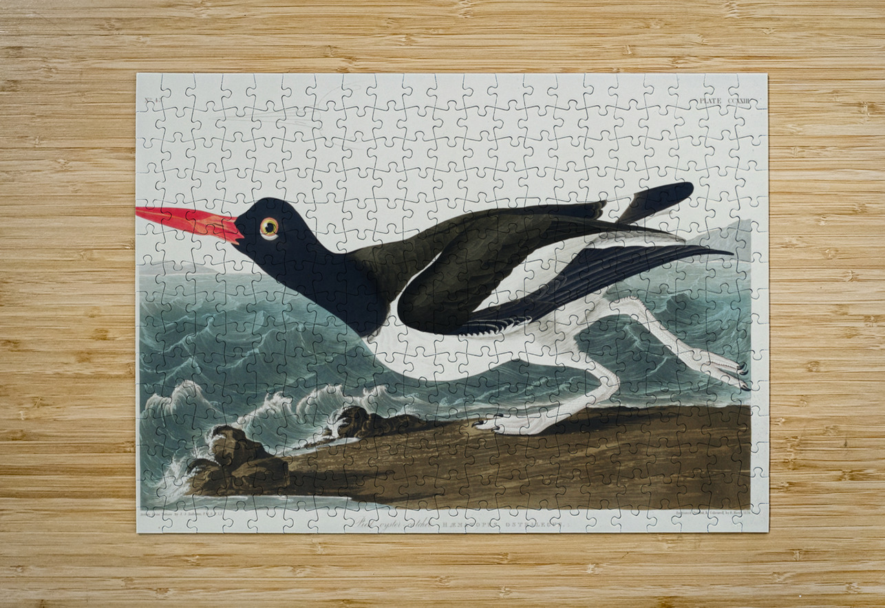 Wandering Shearwater IStockHistory com Puzzle printing