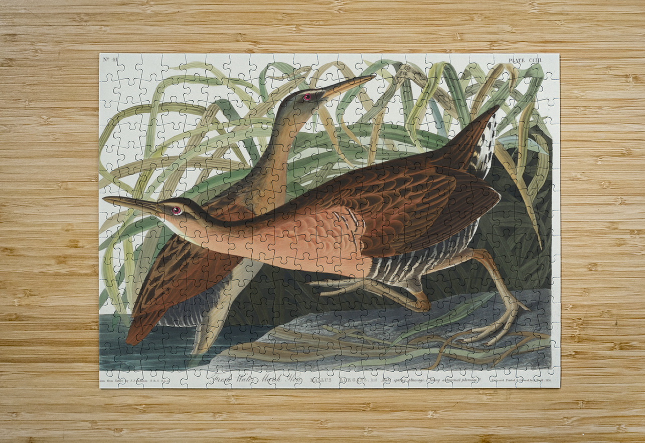 Fresh Water Marsh Hen IStockHistory com Puzzle printing