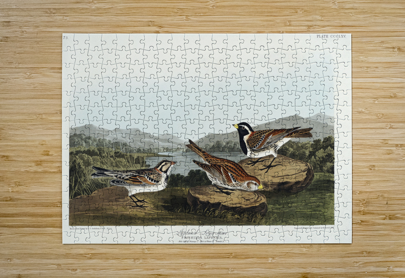 Lapland Long-spur IStockHistory com Puzzle printing