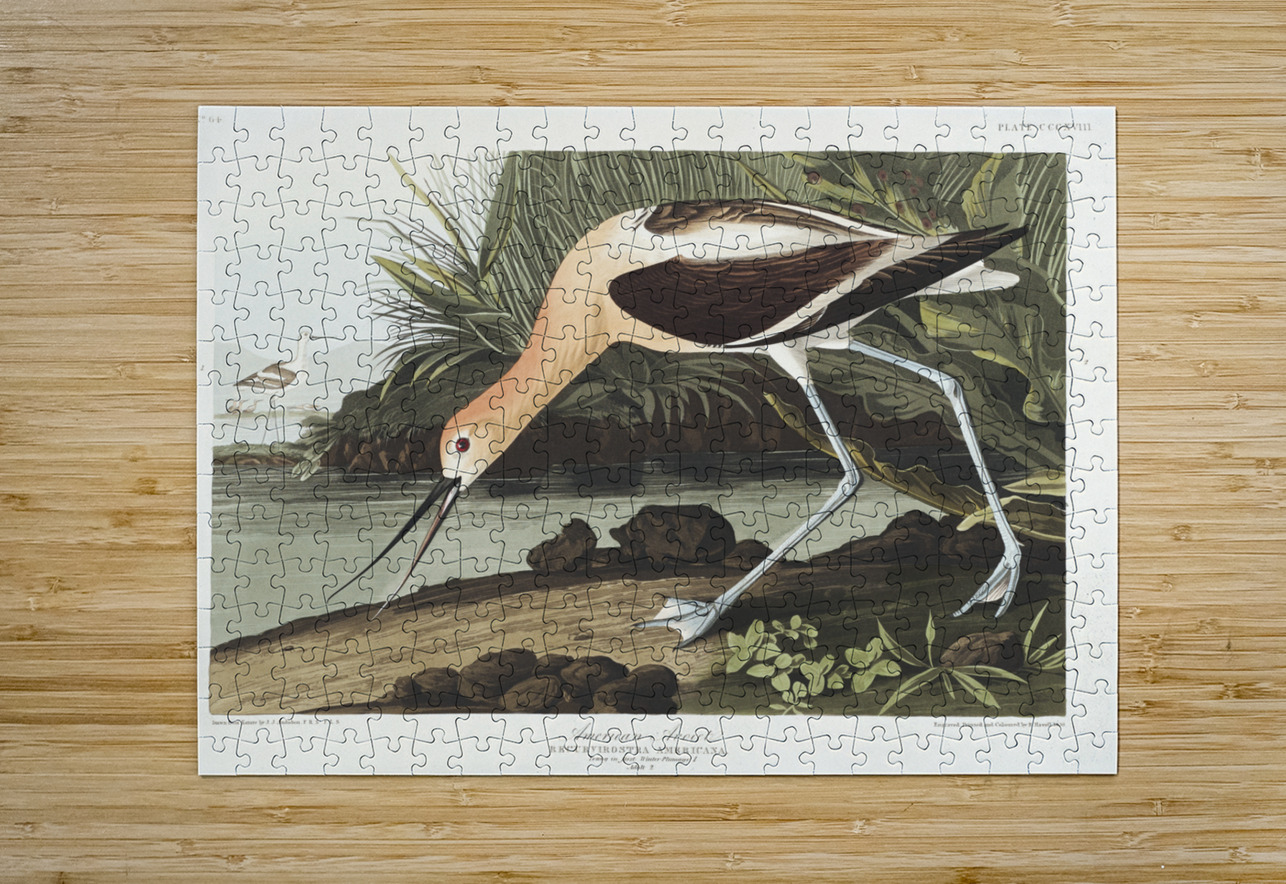 American Avocet IStockHistory com Puzzle printing