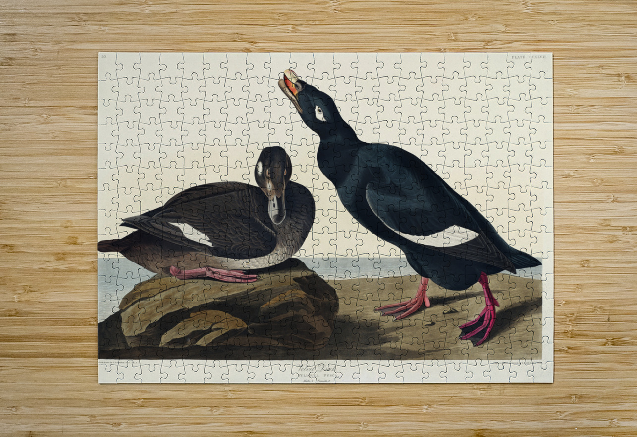 Blue-eyed yellow Warbler IStockHistory com Puzzle printing