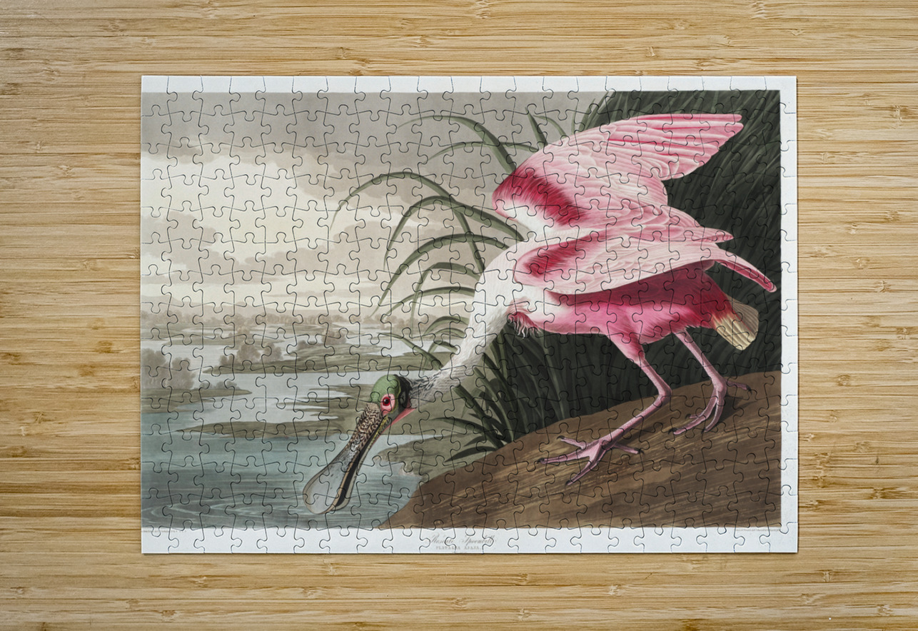 Roseate Spoonbill IStockHistory com Puzzle printing