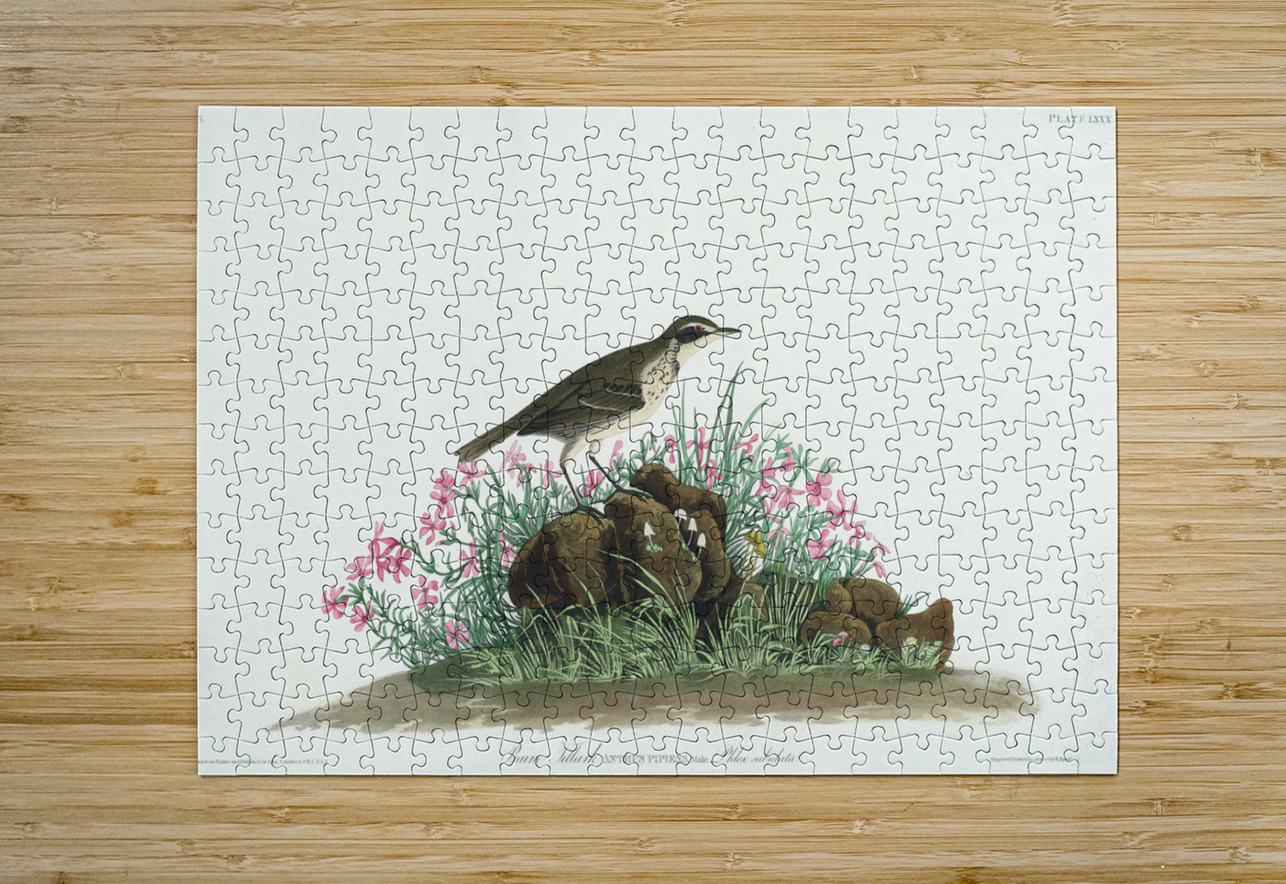 Prairie Titlark IStockHistory com Puzzle printing