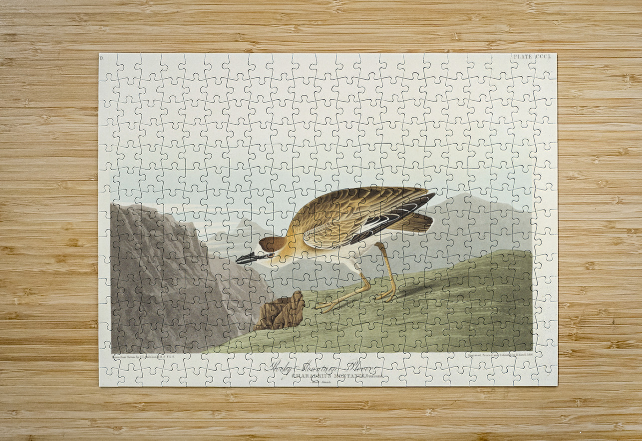 Rocky Mountain Plover IStockHistory com Puzzle printing