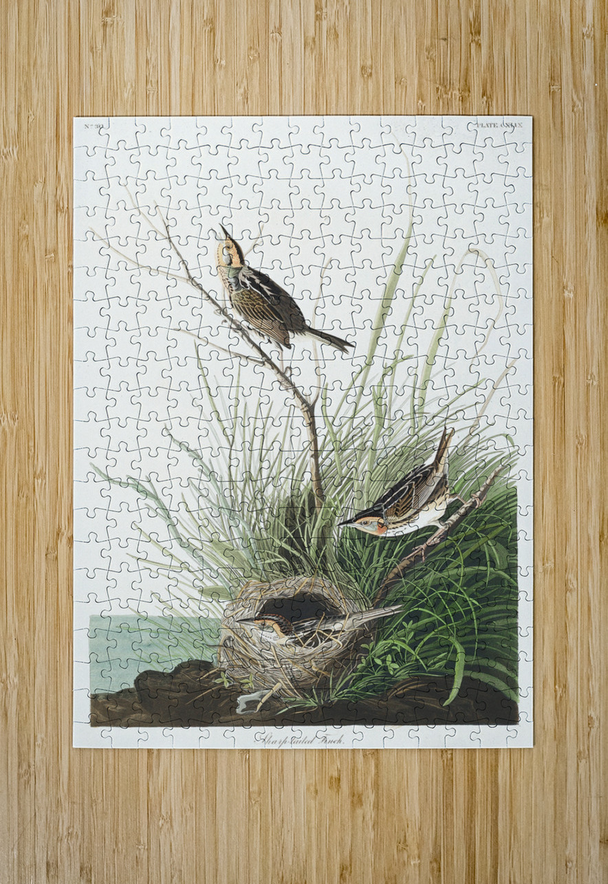 Sharp-tailed Finch IStockHistory com Puzzle printing