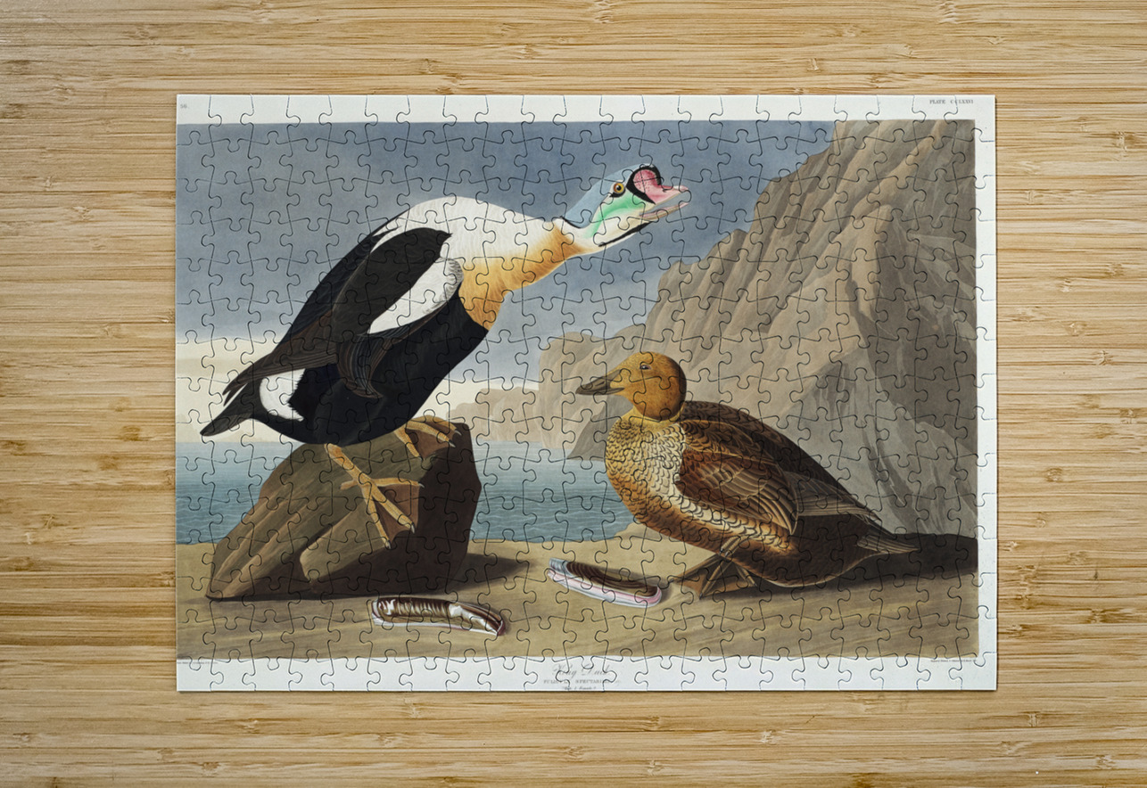 King Duck IStockHistory com Puzzle printing
