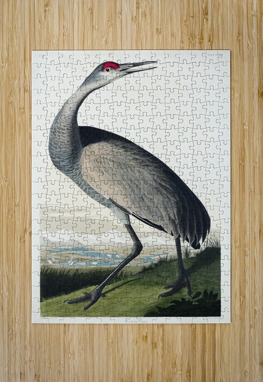 Hooping Crane IStockHistory com Puzzle printing
