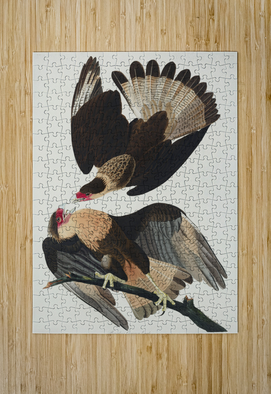 Brasilian Caracara Eagle IStockHistory com Puzzle printing