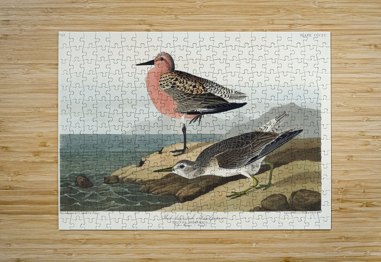 Red-breasted Sandpiper IStockHistory com Puzzle printing