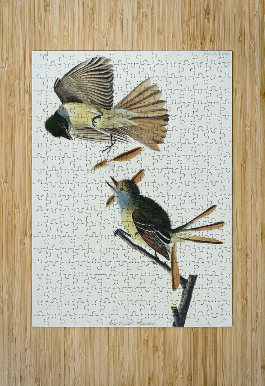 Great Crested Flycatcher IStockHistory com Puzzle printing