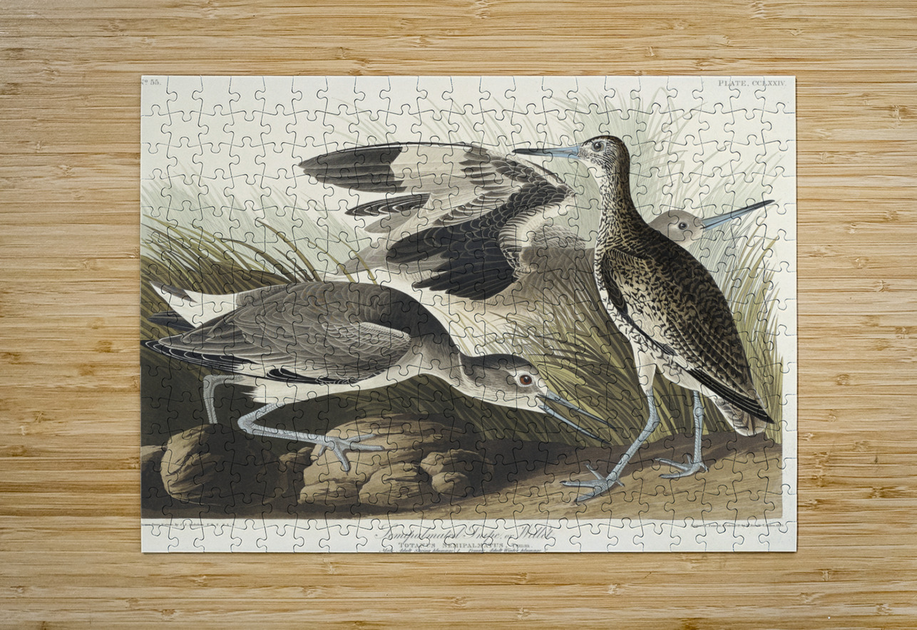 Semipalmated Snipe or Willet IStockHistory com Puzzle printing