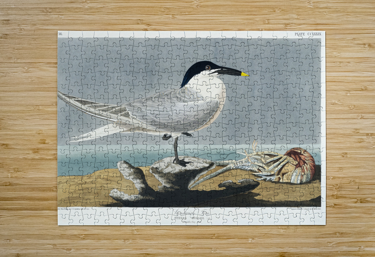 Sandwich Tern IStockHistory com Puzzle printing