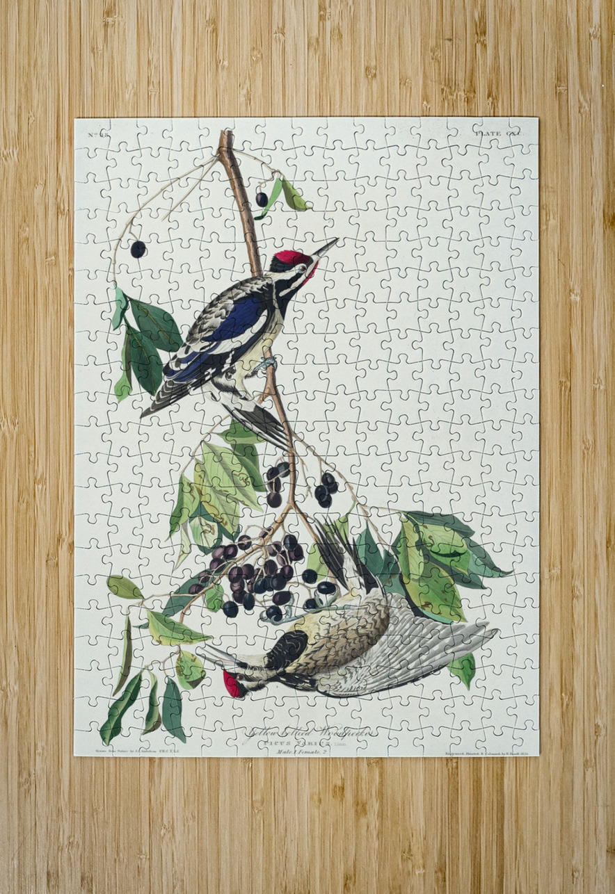 Yellow bellied Woodpecker IStockHistory com Puzzle printing