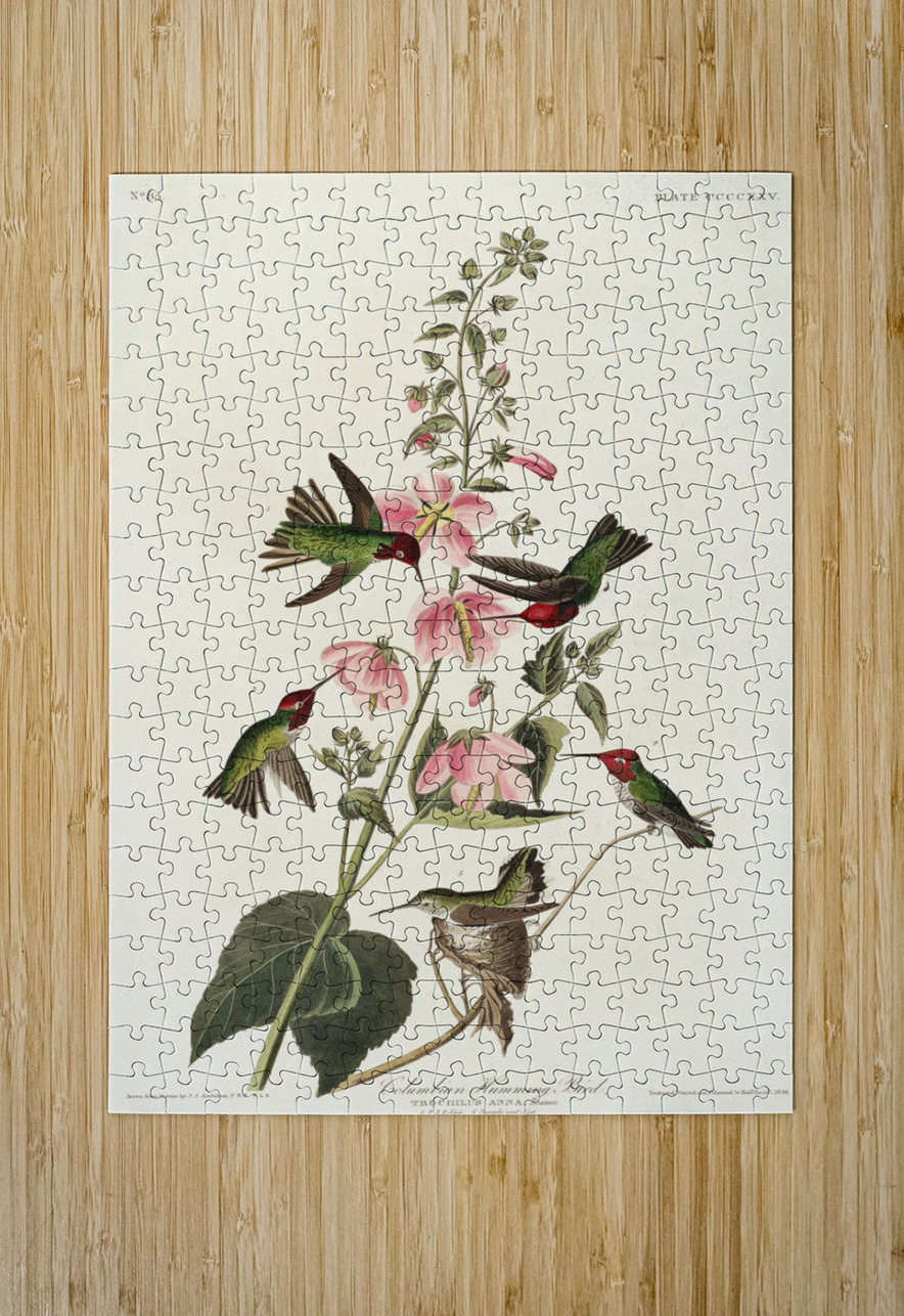 Columbian Humming Bird IStockHistory com Puzzle printing