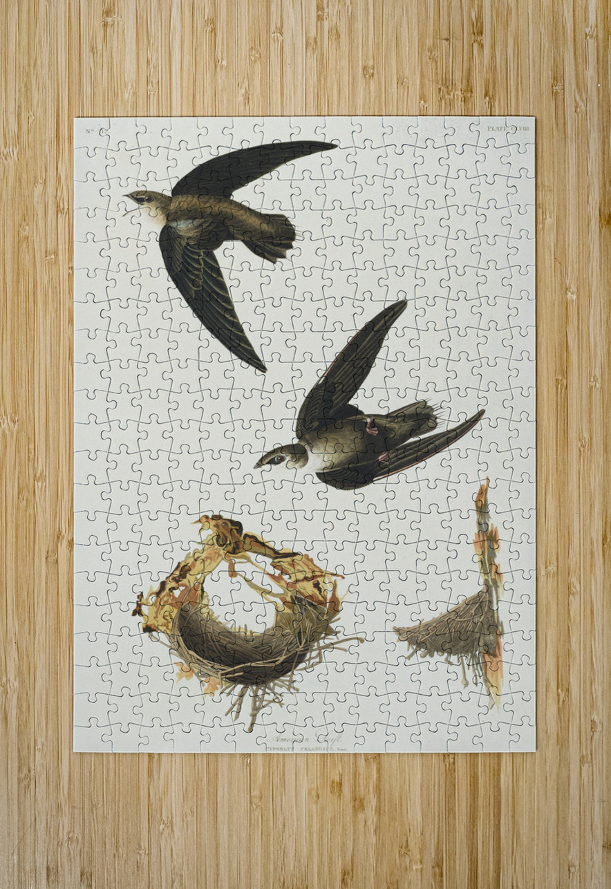 American Swift IStockHistory com Puzzle printing