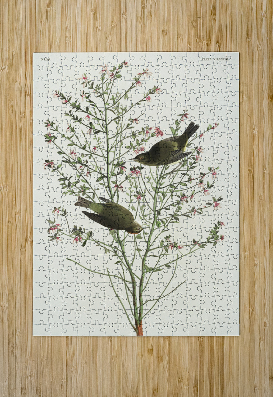 Orange-crowned Warbler IStockHistory com Puzzle printing