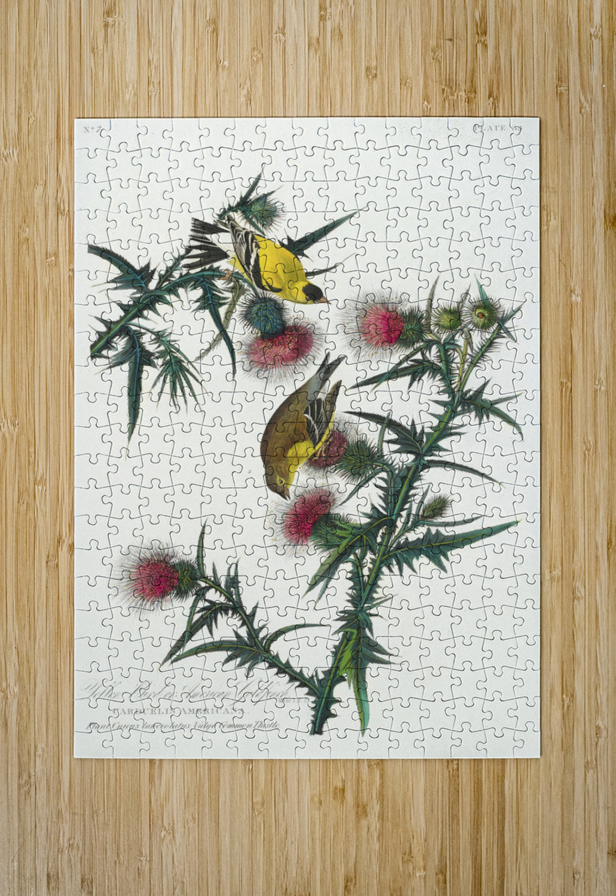 American Goldfinch IStockHistory com Puzzle printing