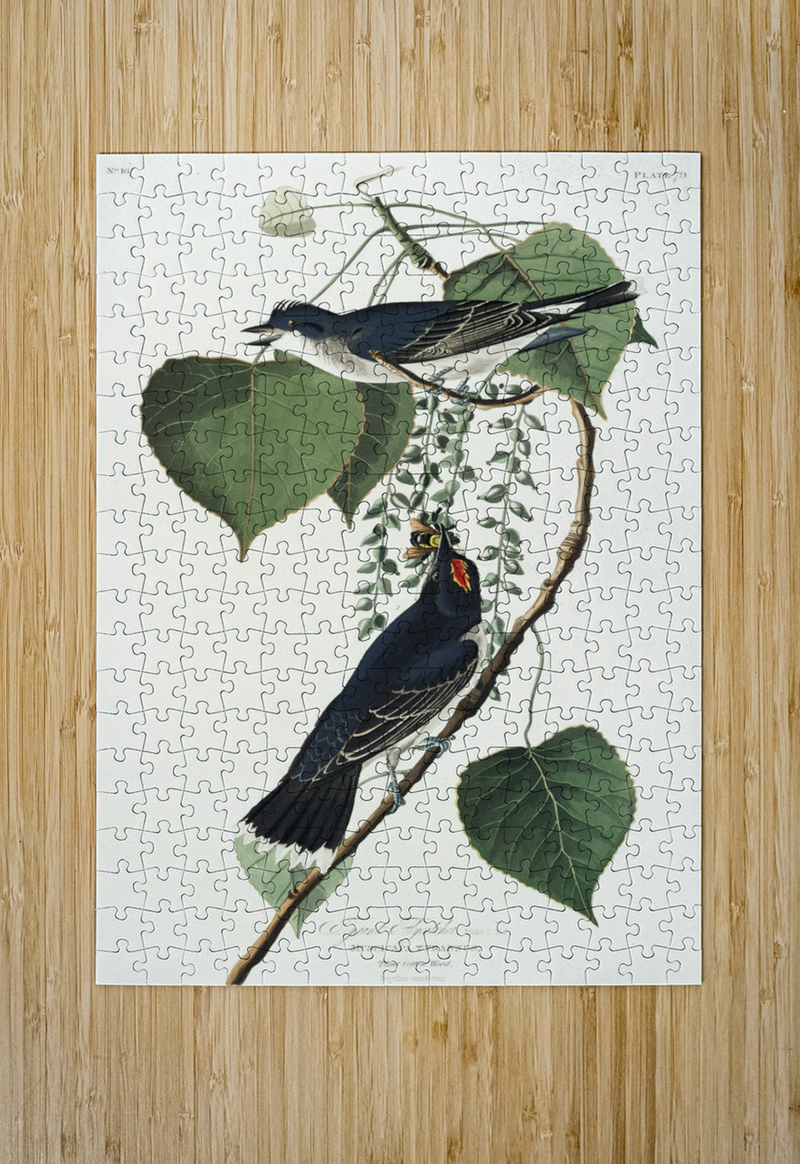 Tyrant Fly-catcher IStockHistory com Puzzle printing