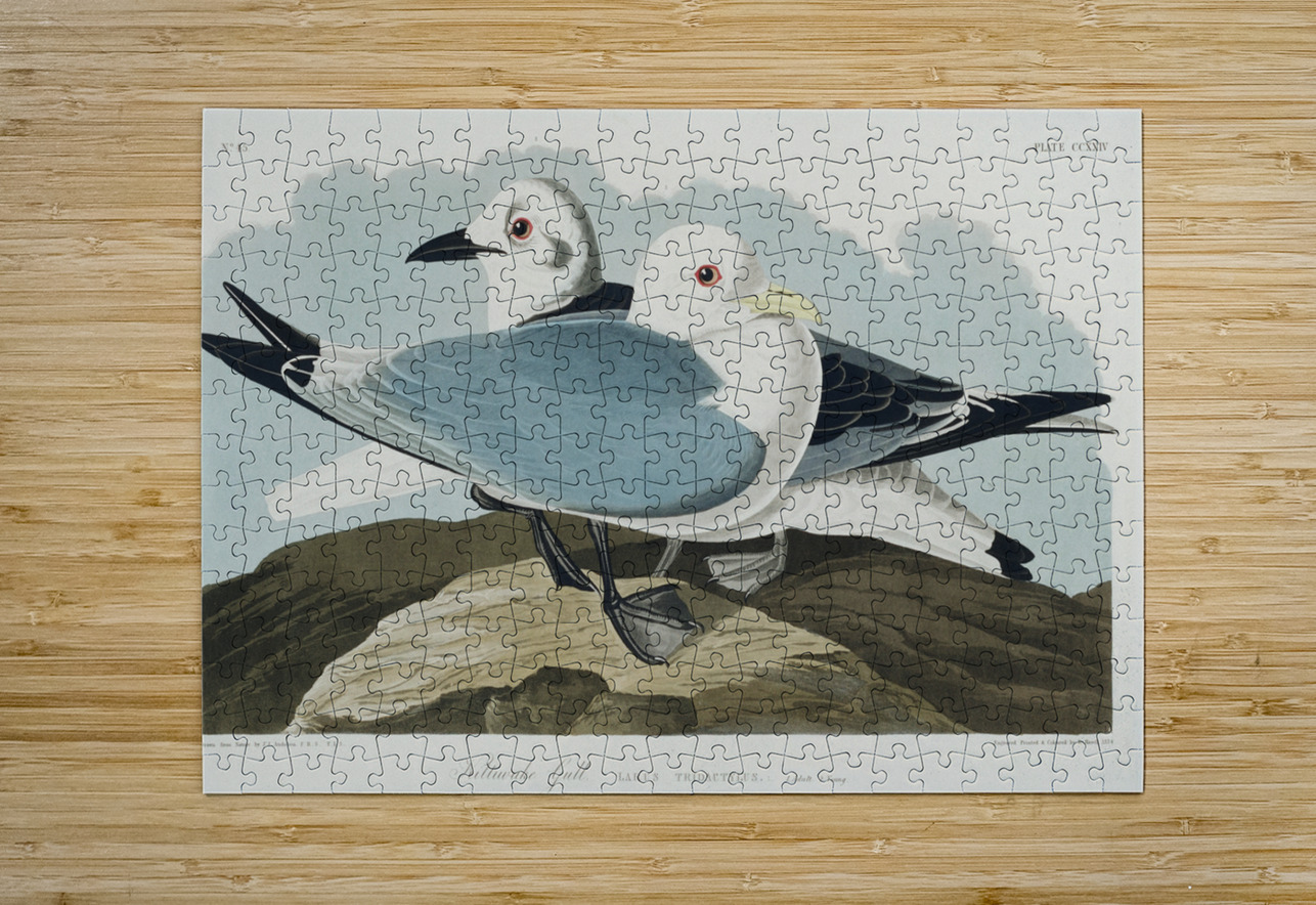 Kittiwake Gull IStockHistory com Puzzle printing