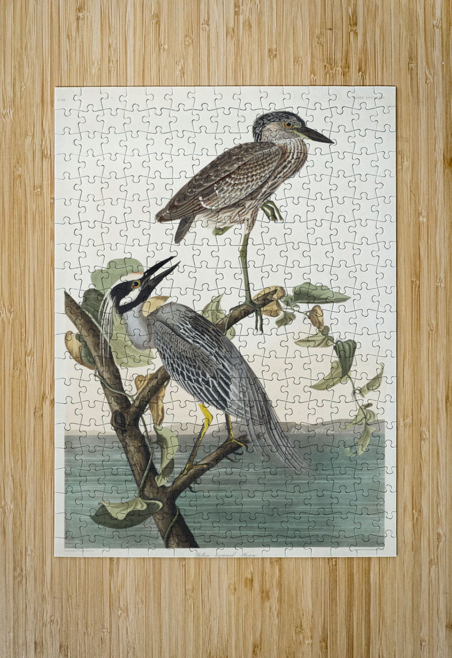 Yellow-Crowned Heron IStockHistory com Puzzle printing