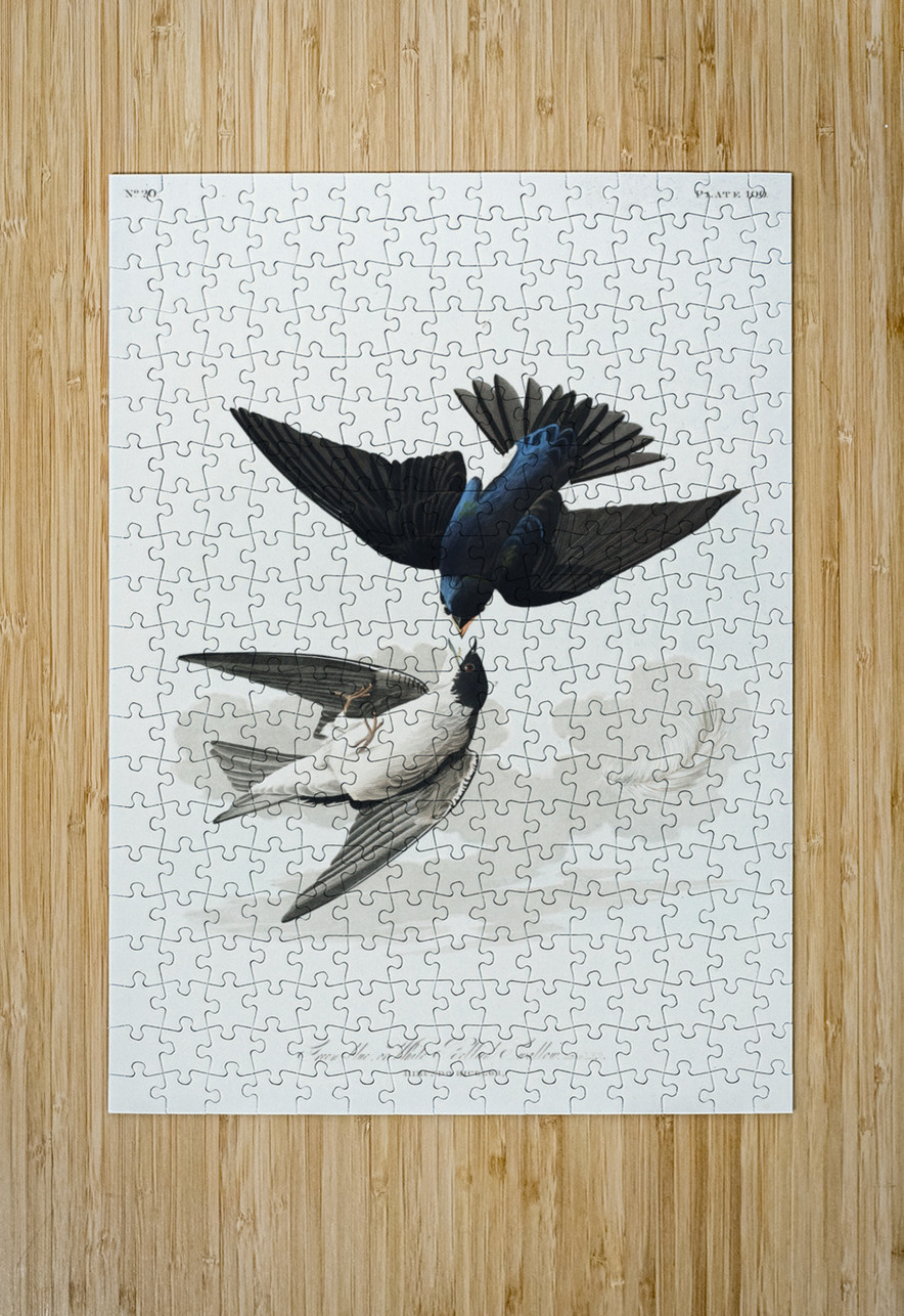 White-bellied Swallow IStockHistory com Puzzle printing