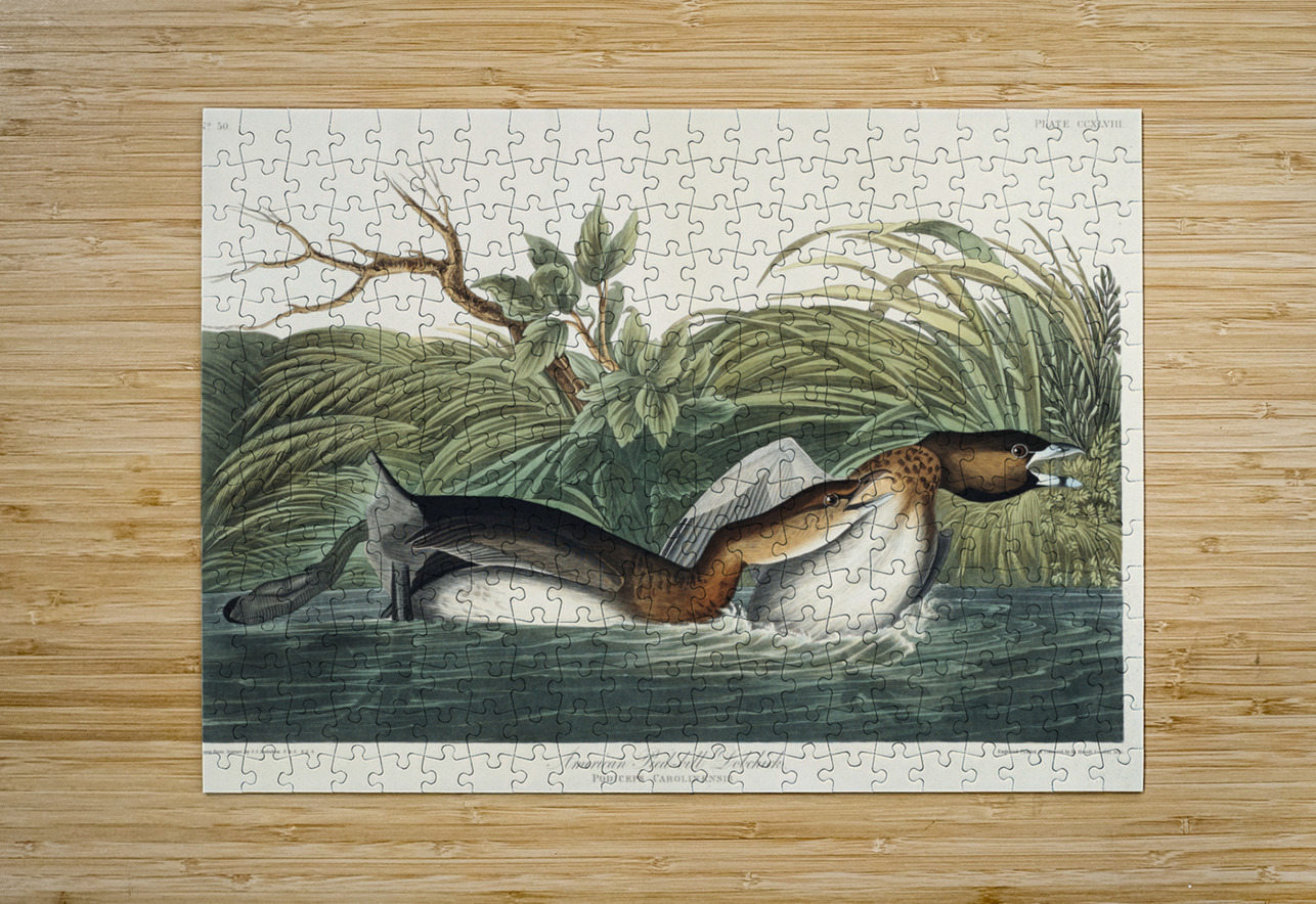 American Pied-billed IStockHistory com Puzzle printing