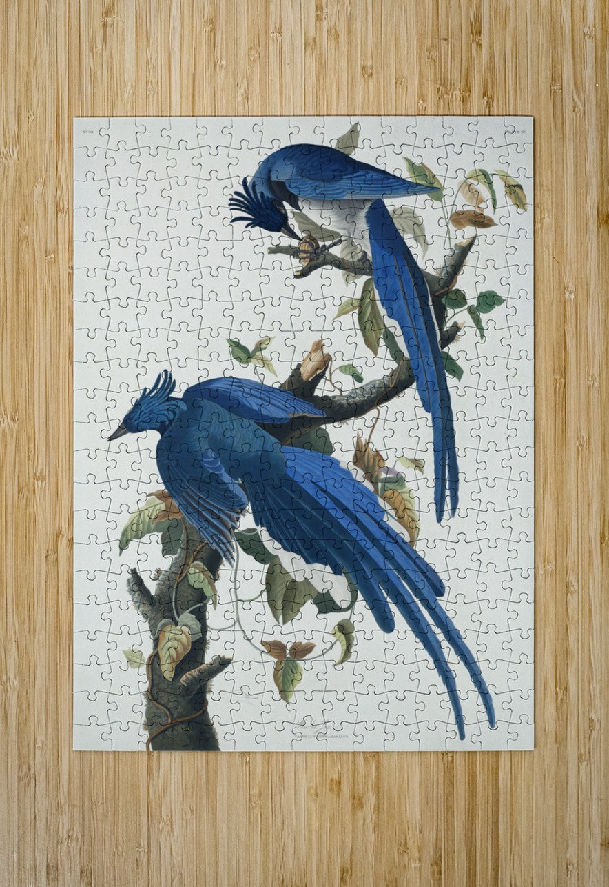 American Pied-billed IStockHistory com Puzzle printing