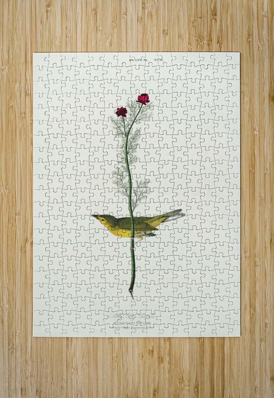 Selbys Flycatcher IStockHistory com Puzzle printing