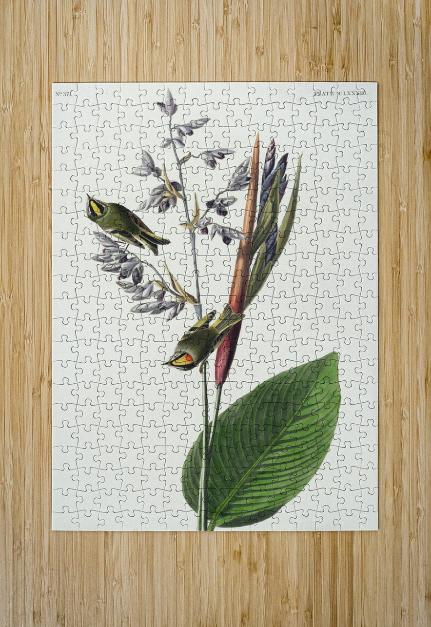 American Golden crested-Wren IStockHistory com Puzzle printing