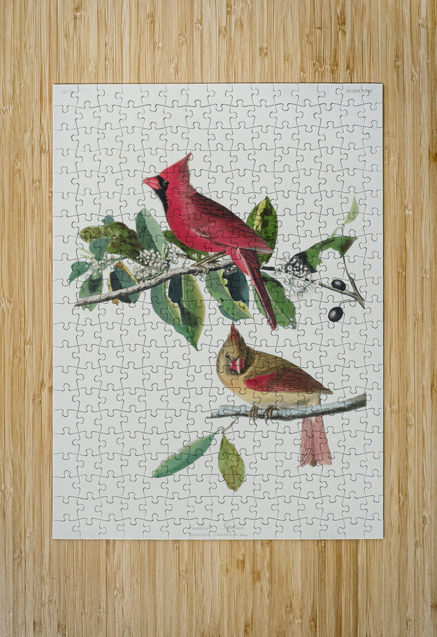 Cardinal Grosbeak IStockHistory com Puzzle printing