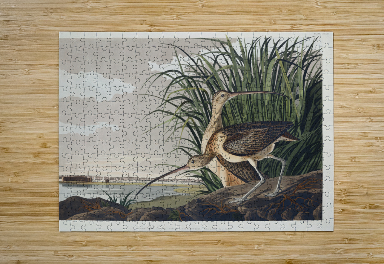 Long-billed Curlew IStockHistory com Puzzle printing