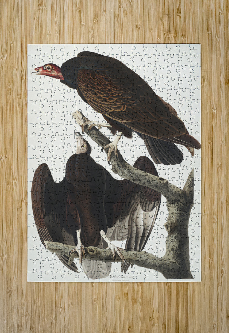 Turkey Buzzard IStockHistory com Puzzle printing