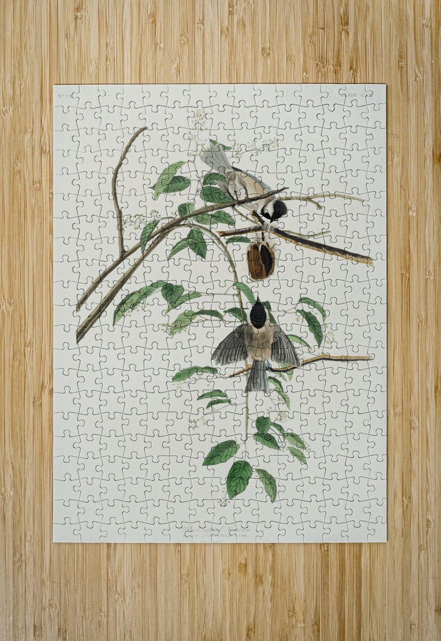 Carolina Titmouse IStockHistory com Puzzle printing