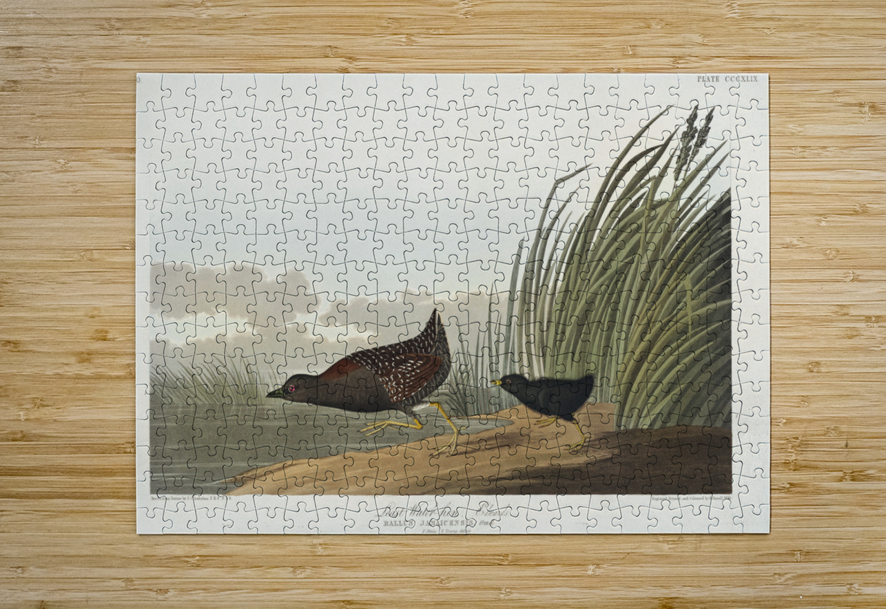 Least Water-hen IStockHistory com Puzzle printing