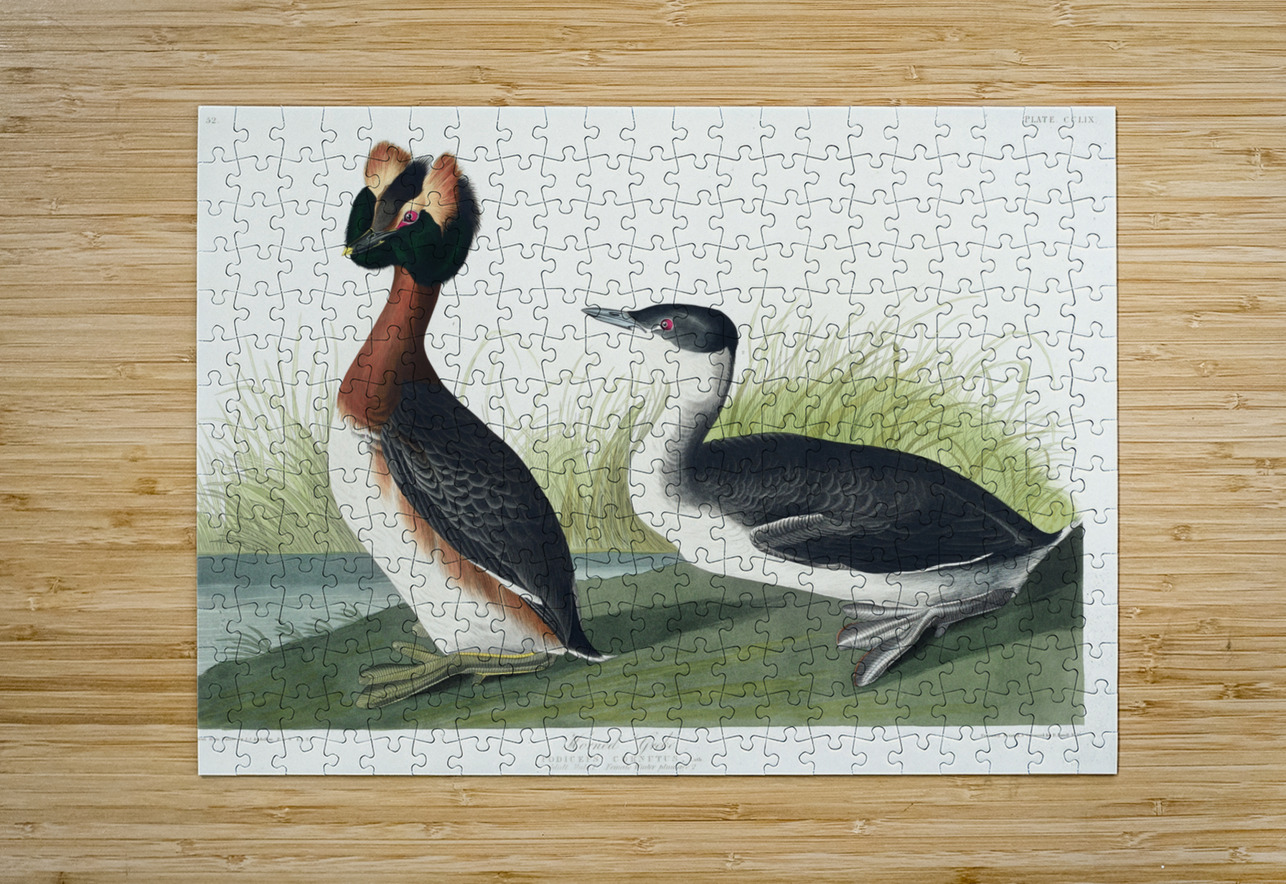 Horned Grebe IStockHistory com Puzzle printing