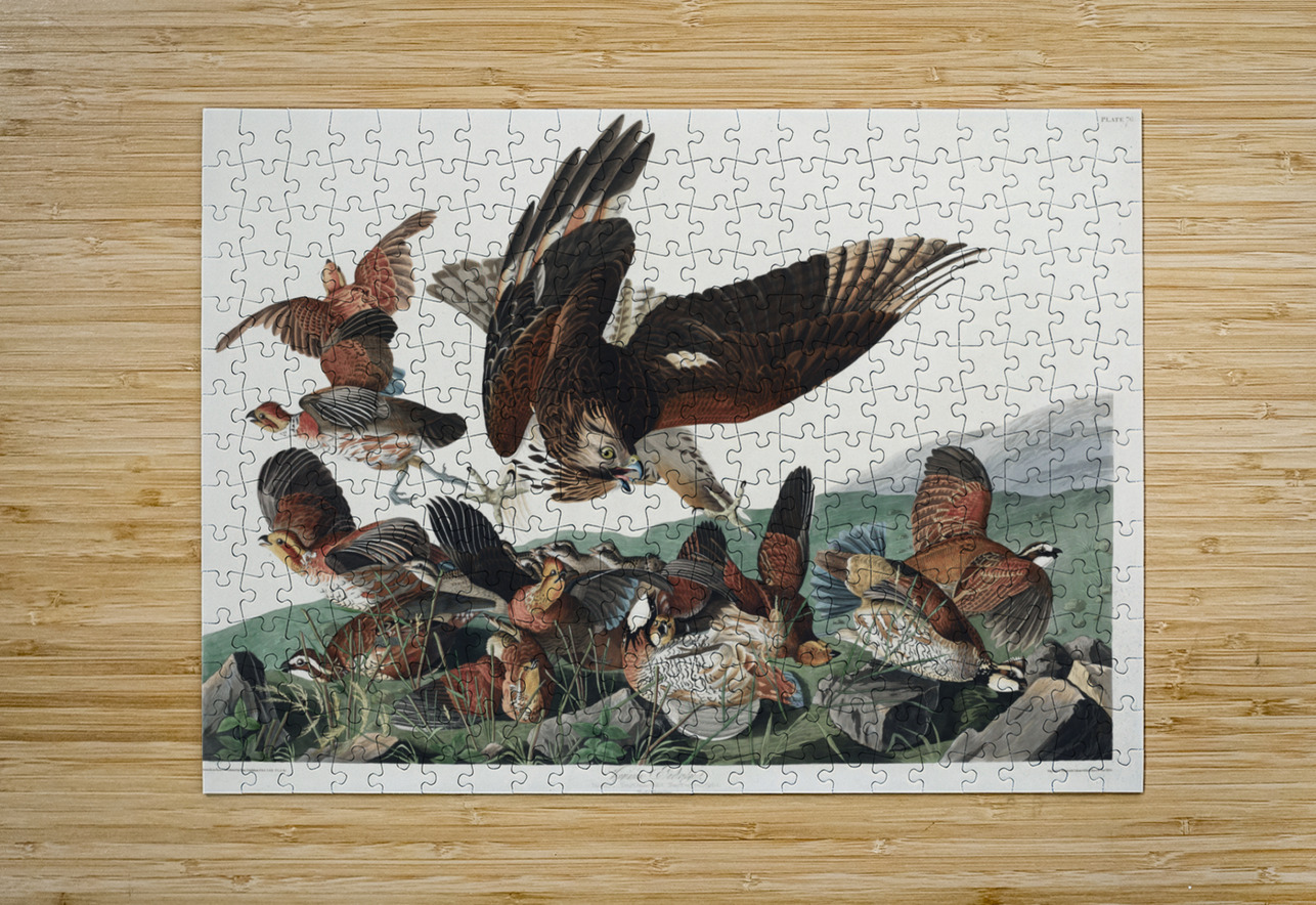 Virginian Partridge IStockHistory com Puzzle printing