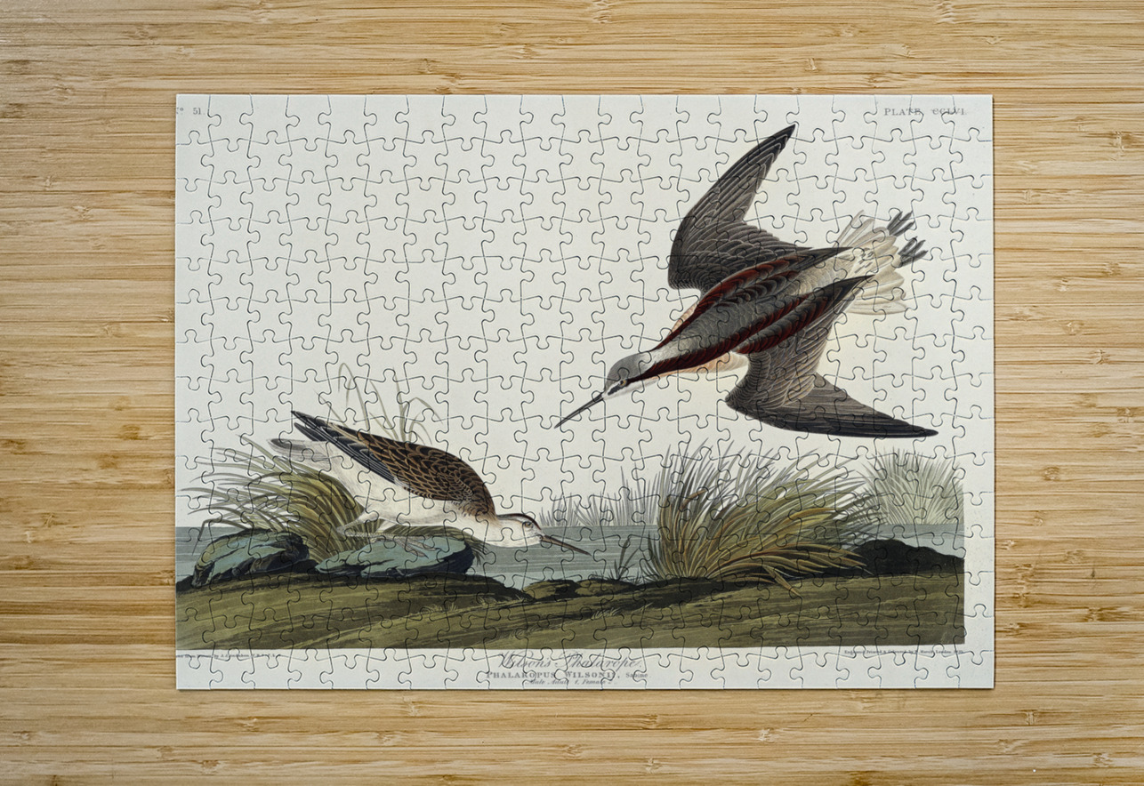 Wilsons Phalarope IStockHistory com Puzzle printing