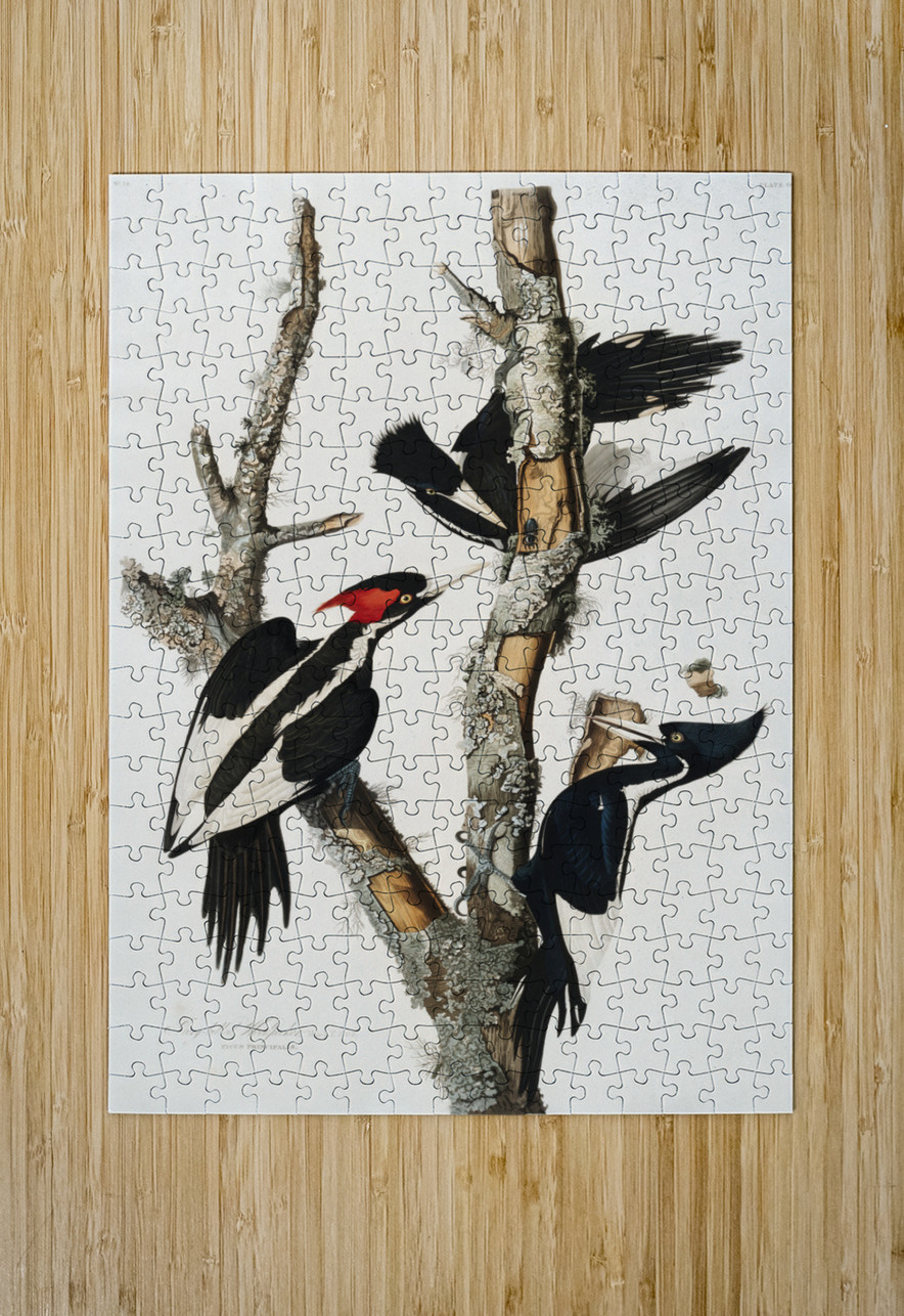 Ivory-billed Woodpecker IStockHistory com Puzzle printing